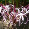 マダガスカルの花