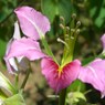 マダガスカルの花