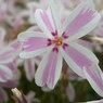 多摩の流れ（芝桜）