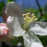 ﾘﾝｺﾞ･ｹﾝﾄの花
