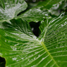 Glossy Green Leaves