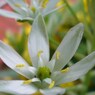 大甘菜