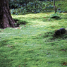 輝く苔の瑞々しさ