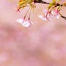 雨上がりの桜