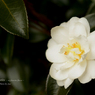lovefavorite_374