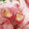 lovefavorite_376