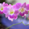 lovefavorite_377