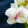 lovefavorite_382
