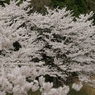 京都亀岡桜-1