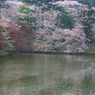 200804弘前城址公園花いかだ