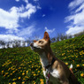 犬と花と青空と！