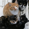 のらねこだより・1月14日号
