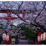20080330鎌倉鶴岡八幡宮を見る