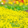 Yellow Spring!!