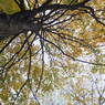 Autumn leaves.