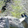 Steller's Jay 5