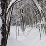 ブナのアーチ