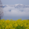 琵琶湖冬物語　-　小春日和の楽しみ
