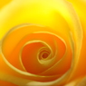 冬薔薇