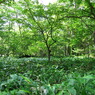 上高地 【2011/08】