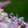 花冠