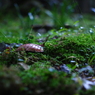 苔むす