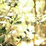 DSC00052