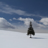 2011年、雪解け間近のクリスマスツリー