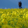 菜の花と二人