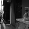 猫とおねーさん