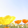 お花