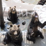 ヒグマ