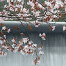 桜～聖台にて