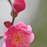 紅梅１