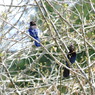 Steller's Jay 1