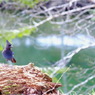 Steller's Jay 4