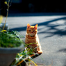 たたずむ猫