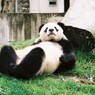 パンダ（中国）