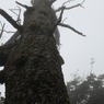 IMG_4393