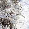 雪の花