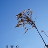 DSC00220