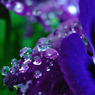 紫と水玉