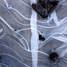 氷が作る絵画です