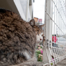 まちねこ