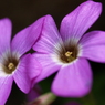 紫の花