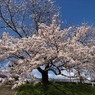 太平川の桜３