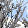樹氷