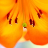 cheer orange