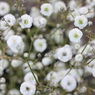 かすみ草