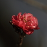 梅　- 紅一輪 -